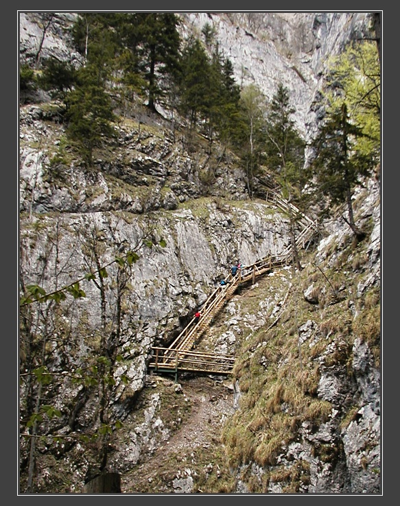 Medv�d� sout�ska