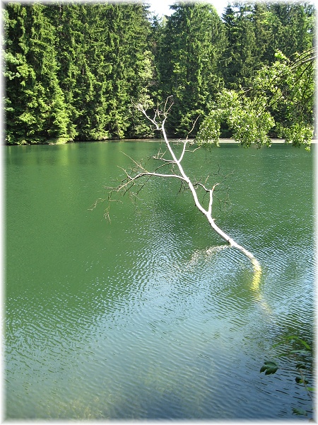 Vápenice