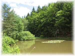 okol� Jelenice