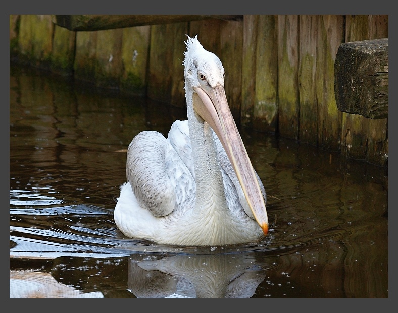 ZOO Praha