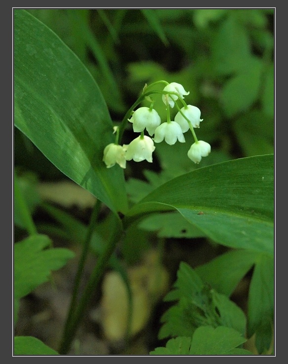 H�dy, konvalinka vonn�