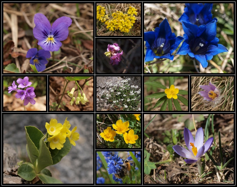 Velký Choč, květena