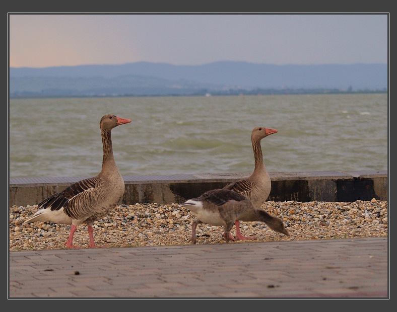 Neziderské jezero, na pláži poblíž vesničky Illmitz