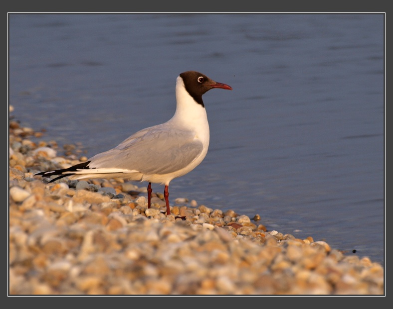 Neziderské jezero, Breitenbrunn