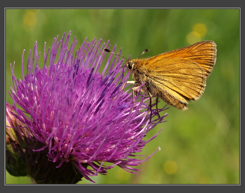 Drahanská vrchovina, Kocourov - pcháčová louka