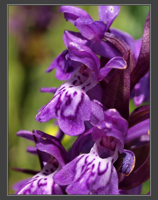 Drahanská vrchovina, Kocourov - prstnatec májový