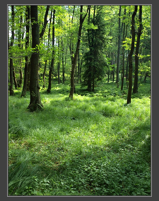 Drahanská vrchovina, jezírko na Punkvě u Skelné Huti