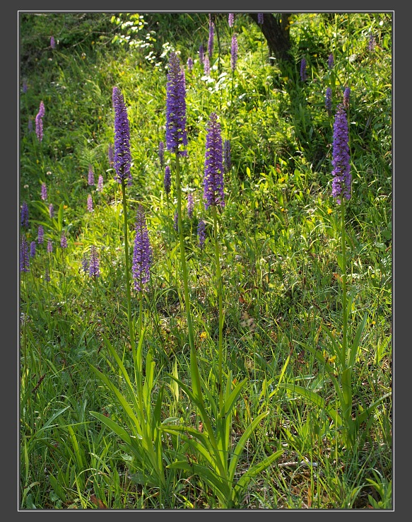 B�l� Karpaty, lom Rasov�