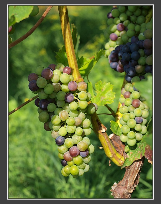 Ždánický les, Bukovany