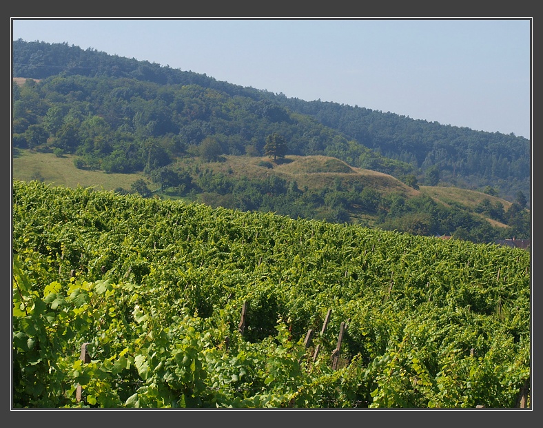Ždánický les, tvrz Klobouk v Nechvalíně