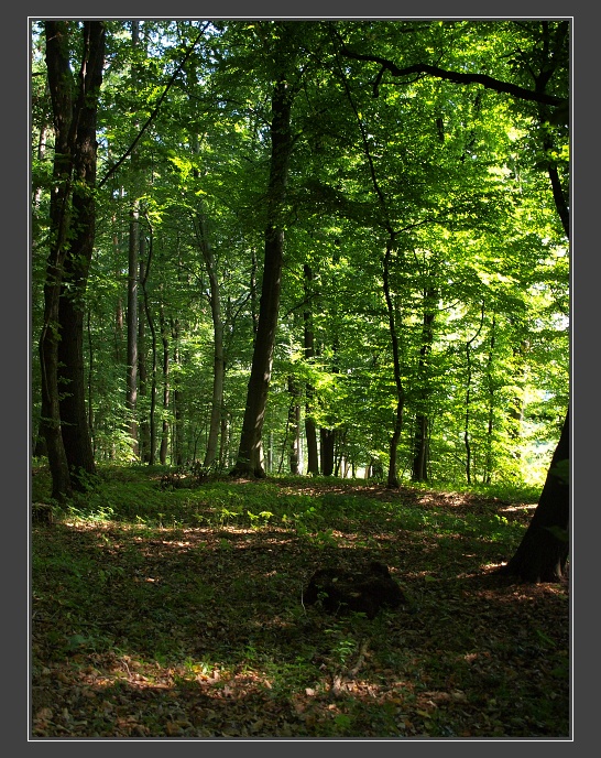 Ždánický les, nad Nechvalínem