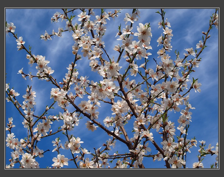 Hustopeče, mandloňový sad