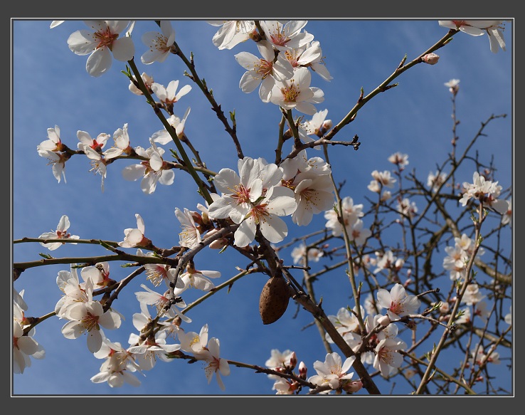 Hustopeče, mandloňový sad
