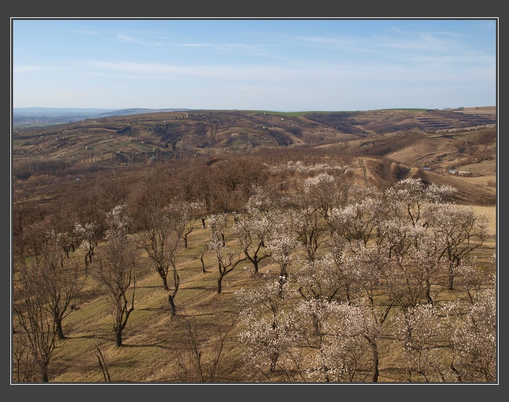 Hustopeče, mandloňový sad