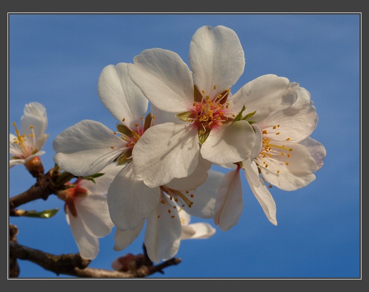 Hustopeče, mandloňový sad