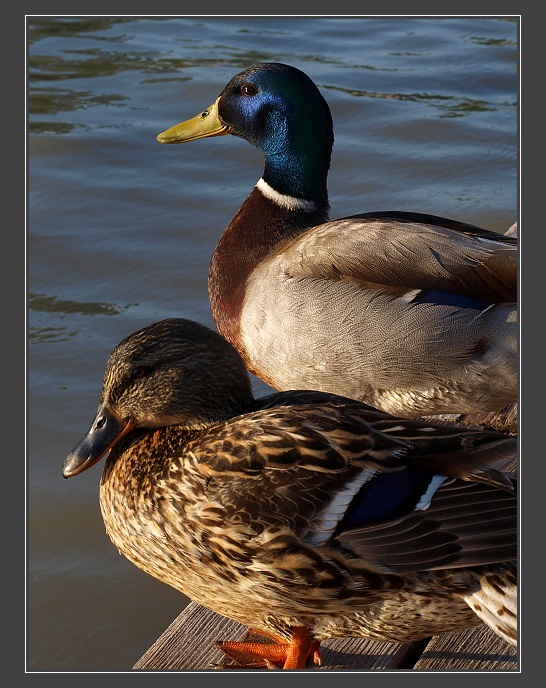 Neusiedl am See