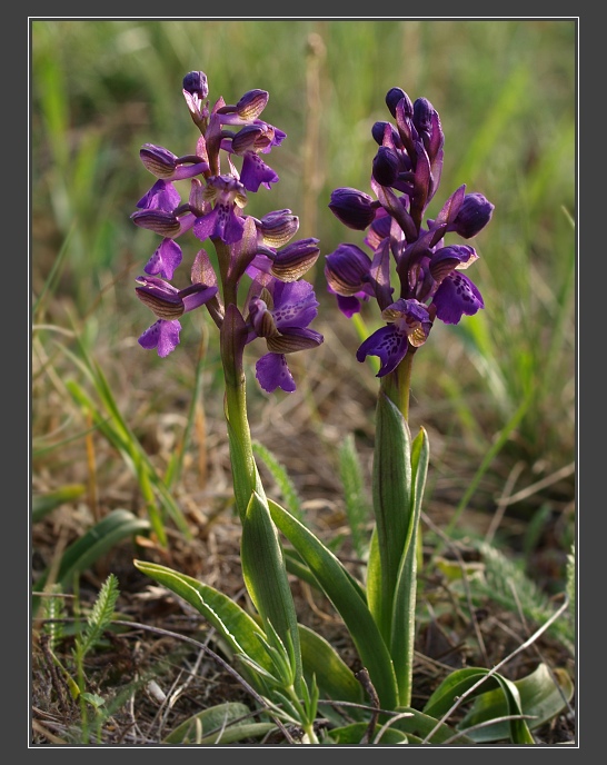 PP Cínová hora u Znojma, vstavač kukačka