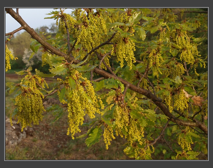 PP Cínová hora u Znojma