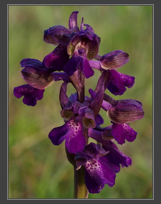 PP Cínová hora u Znojma, vstavač kukačka