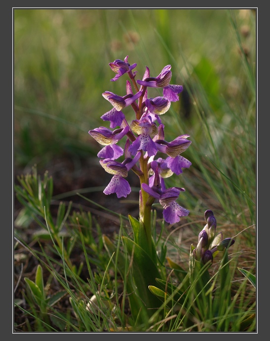 PP Cínová hora u Znojma, vstavač kukačka