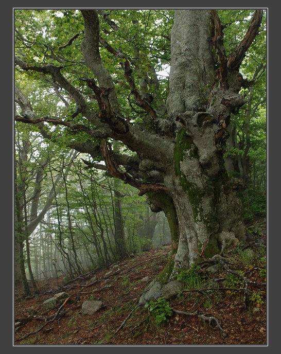 lesy v sedle Vizzavona