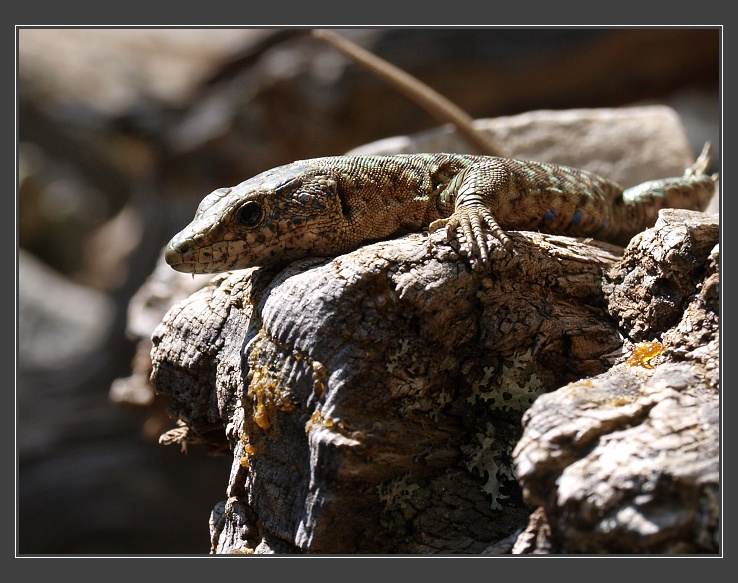 ze sedla Col de Vergio k jezeru Nino