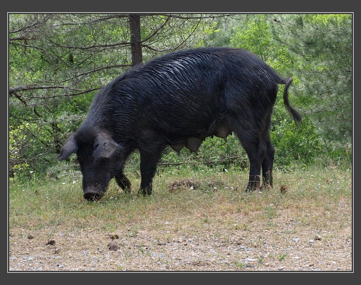 ze sedla Col de Vergio k jezeru Nino