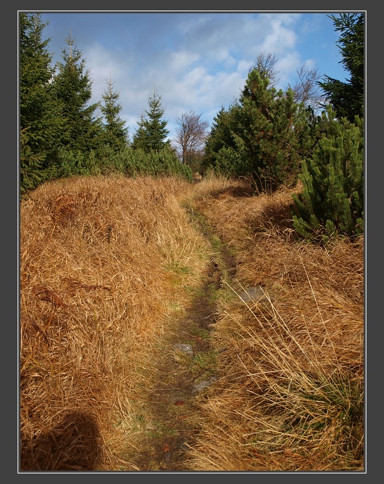 Orlické hory, Homole