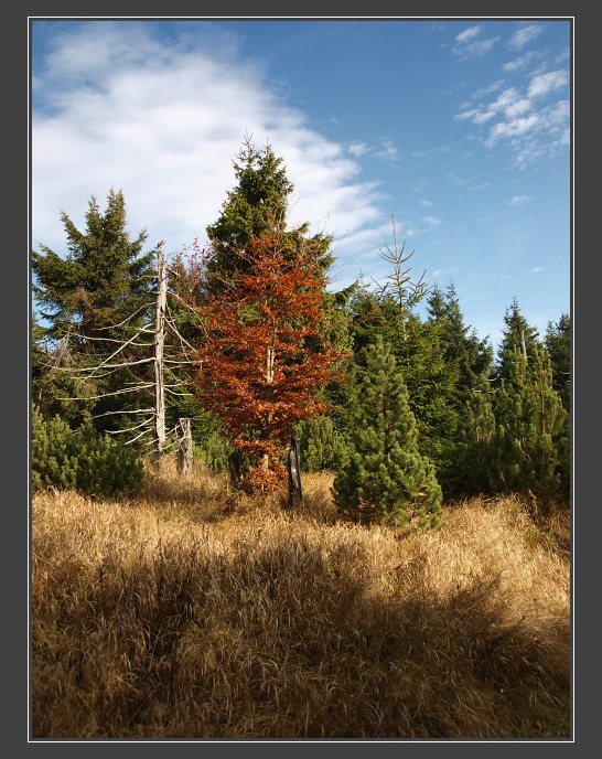 Orlické hory, přes Komáří vrch