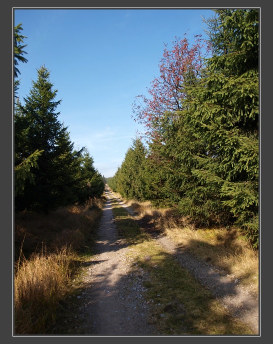 Orlické hory,z Pěticestí na Komáří vrch