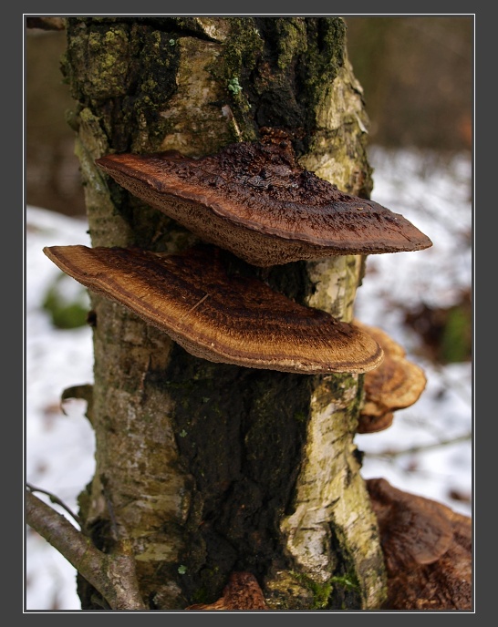 Babí lom u Lelekovic