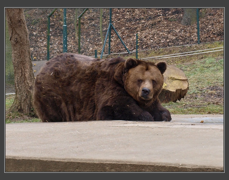 medvědárium v Berouně