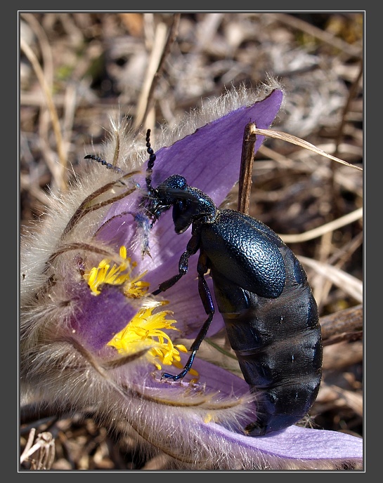 PR Kamenný vrch nad Kurdějovem