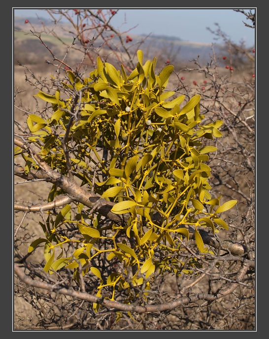 PR Kamenný vrch nad Kurdějovem