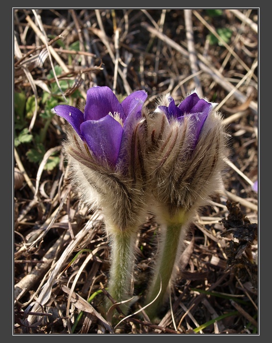 PR Kamenný vrch nad Kurdějovem