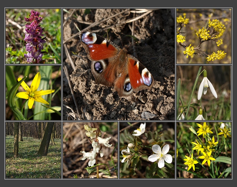 pod Liščím vrchem