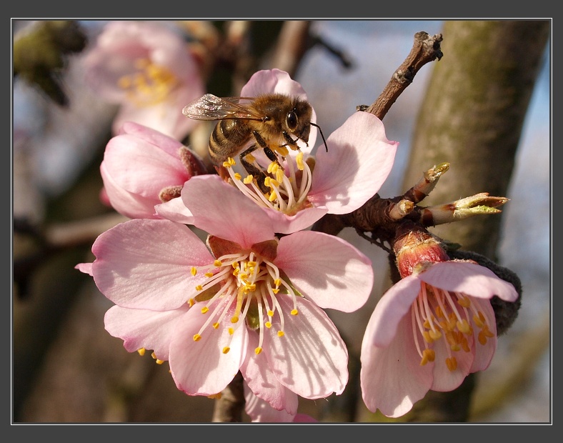 mandloňové sady v Hustopečích