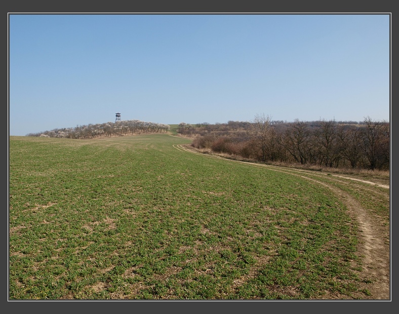 mandloňové sady v Hustopečích