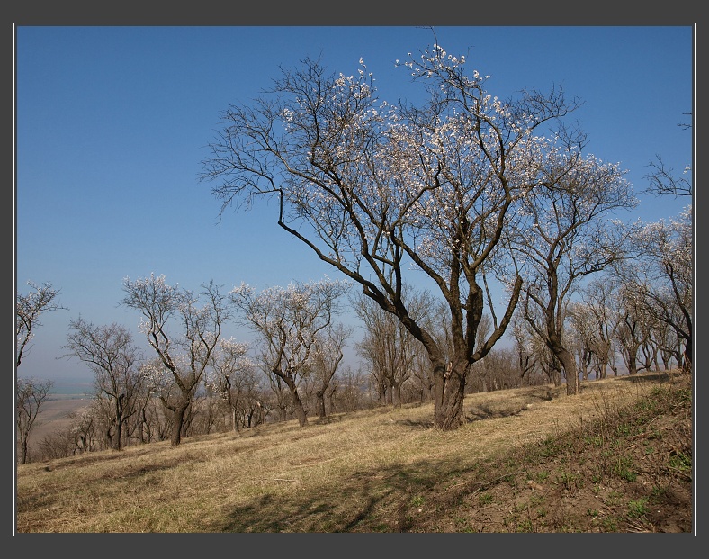 mandloňové sady v Hustopečích