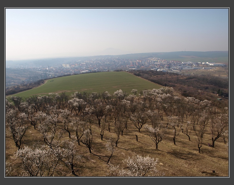 mandloňové sady v Hustopečích