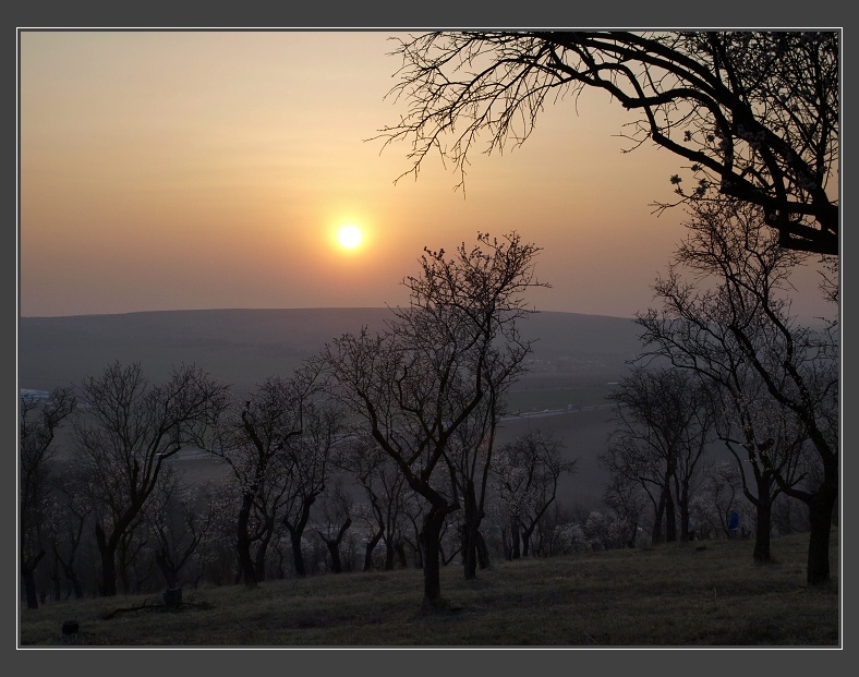 mandloňový sad na Starém vrchu