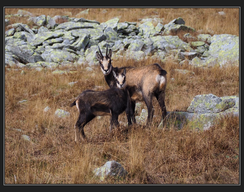 v závěru Hlinské doliny