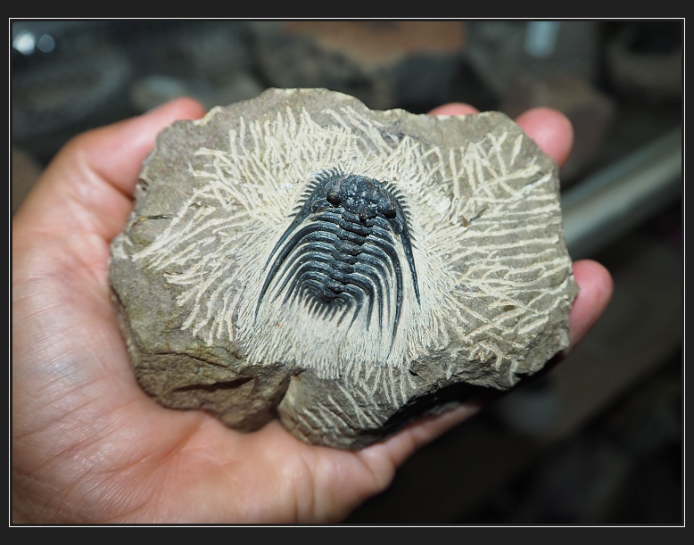 trilobit