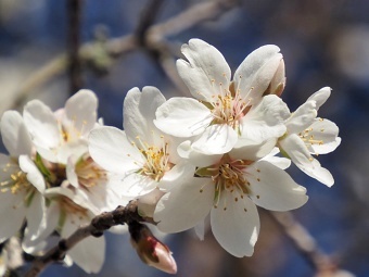 Hustopeče, mandloňové sady