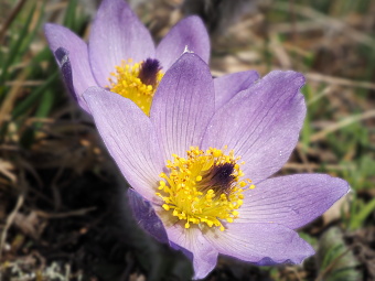 Brno, PR Kamenný vrch