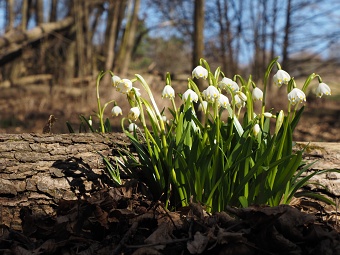 království bledulí