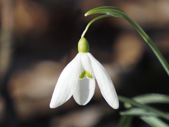 sněženky, lokalita Skalka