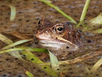 PP Soběšické rybníčky