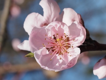 broskvoňový sad v Bohunicích