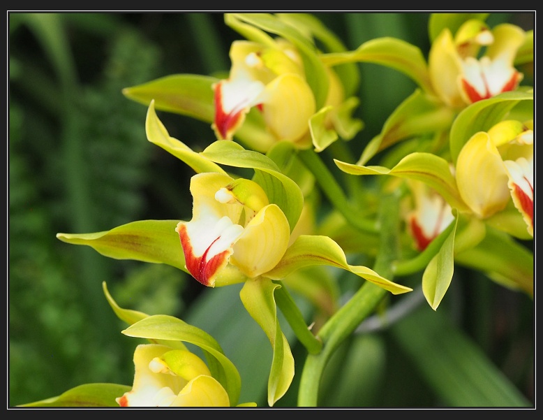 velká výstava orchidejí a tropických motýlů